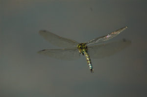 Dragonfly Bystock