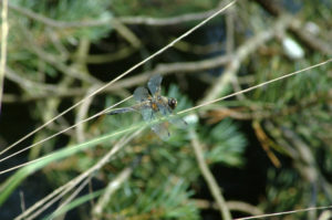 Dragonfly Bystock Nature Reserve