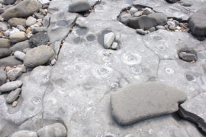 Lyme Regis Ammonite Graveyard