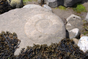 Lyme Regis Giant Ammonite