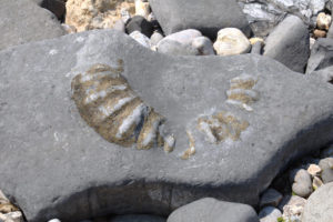 Lyme Regis Giant Ammonite Pyratized