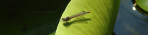 Red Damselfly Bystock