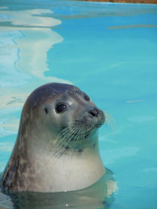 Skegness Seal Natureland