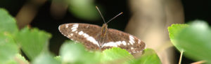 White Admiral Bystock