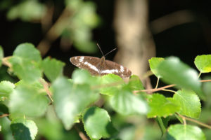 White Admiral Bystock Nature Reserve