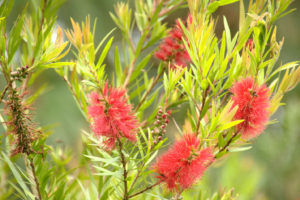 Bottle Brush Plant Lost Gardens Of Heligan