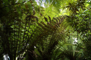 Gardens Of Heligan