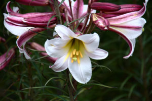 Lily Lost Gardens Of Heligan