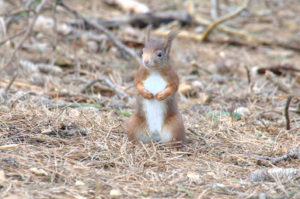 Red Squirrel Formby