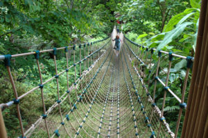 Rope Bridge Lost Gardens Of Heligan