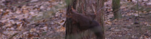 Red Squirrel Formby